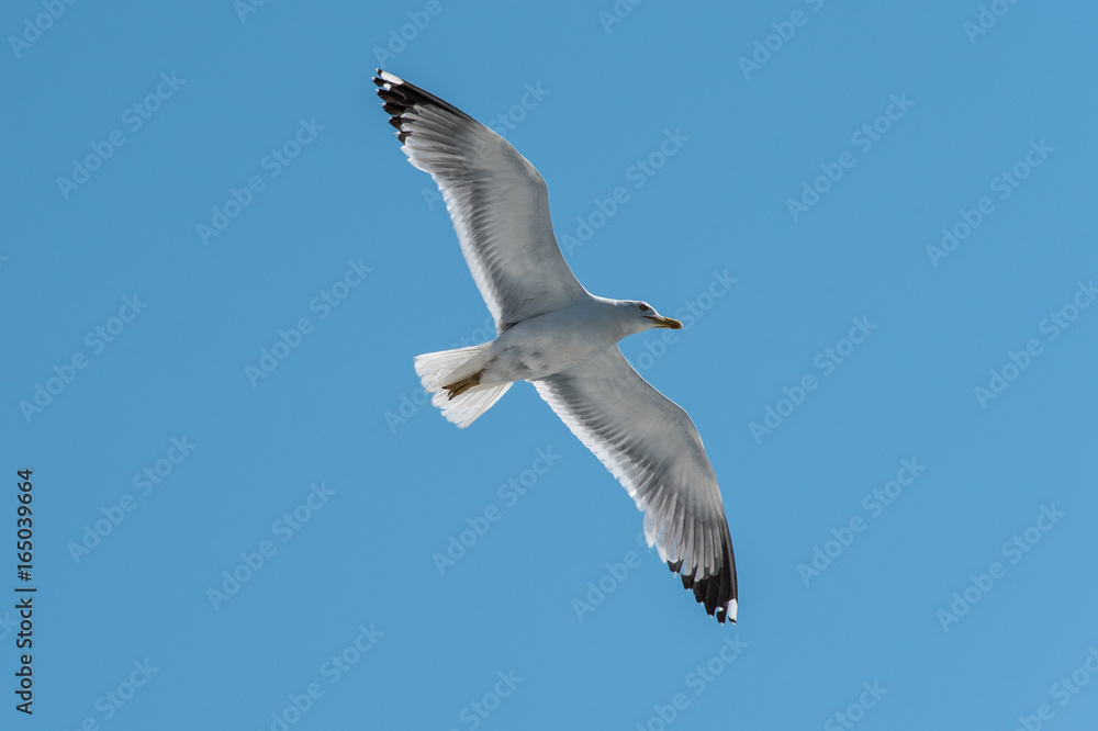 mouette à Split en Croatie