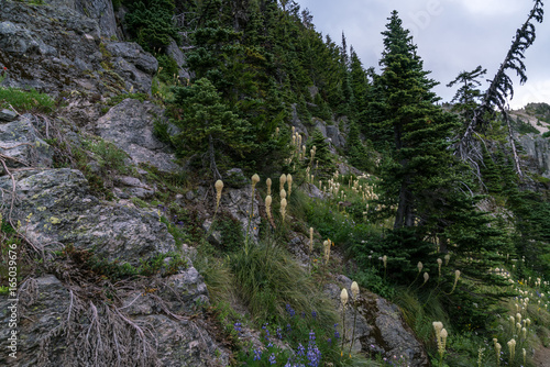 Tolmie Peak Trail photo