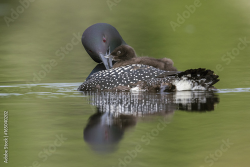 A week-old Common Loon chick rides on its mother's back while she preens her feathers - Ontario, Canada