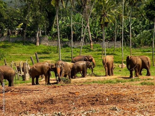 Photography herd of elephants