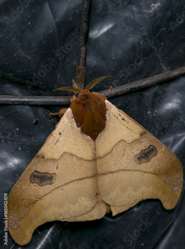 Adult malacosoma moth in the night photo