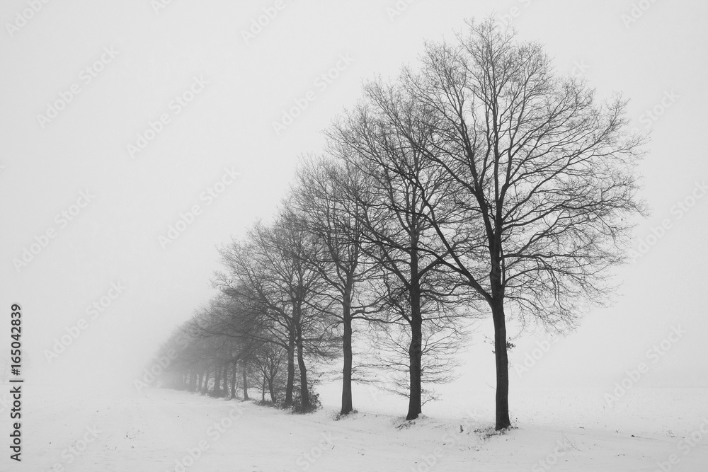 Fototapeta premium Into the Mist