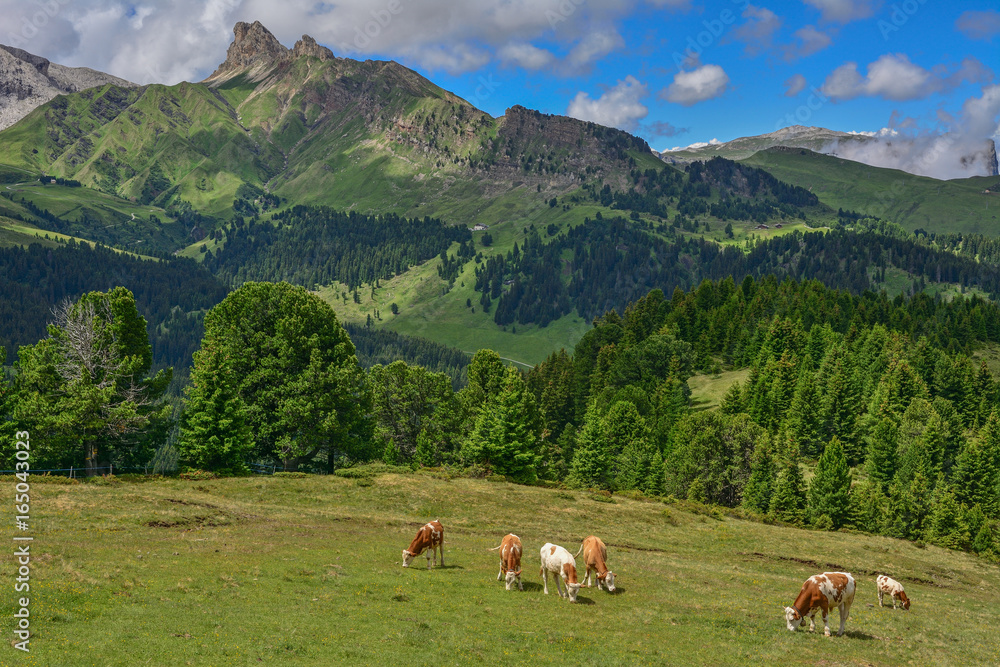 Italy south tyrol dolomites mountains cows