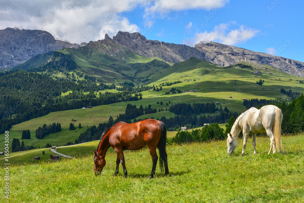 Italy south tyrol dolomites mountains horses grazing