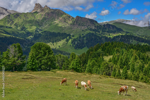 Italy south tyrol dolomites mountains cows