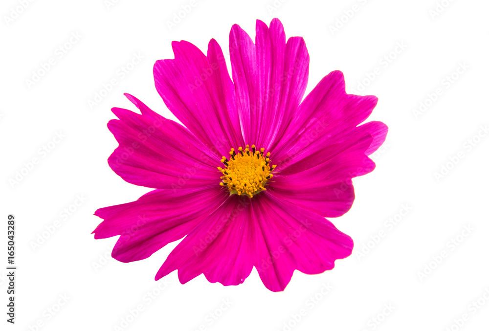 Flower of the Cosmos isolated Flower of the Cosmos isolated