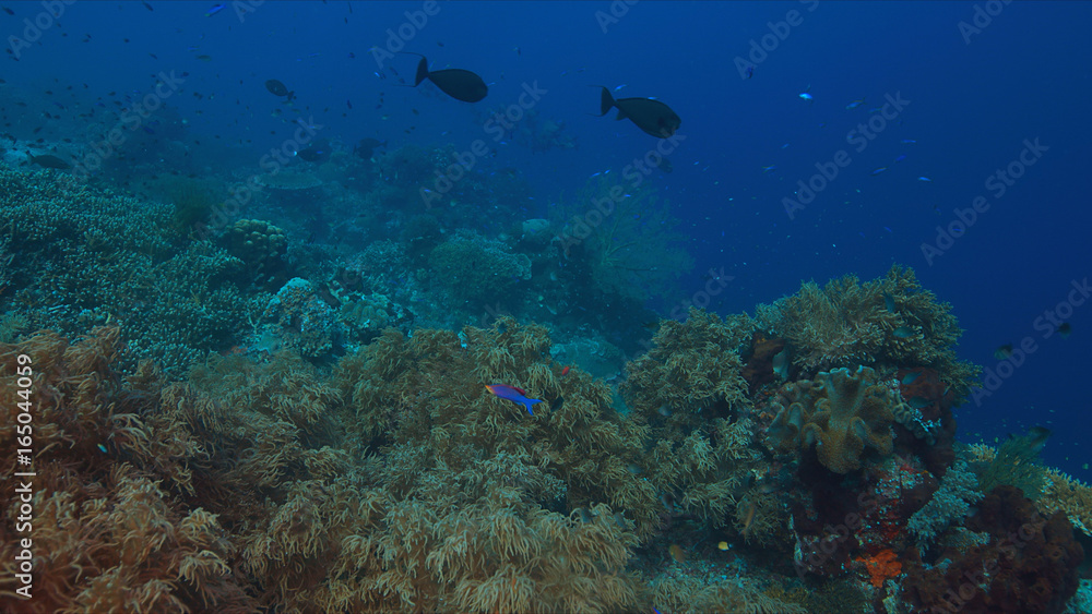 Fototapeta premium Colorful coral reef with healthy corals and plenty fish.