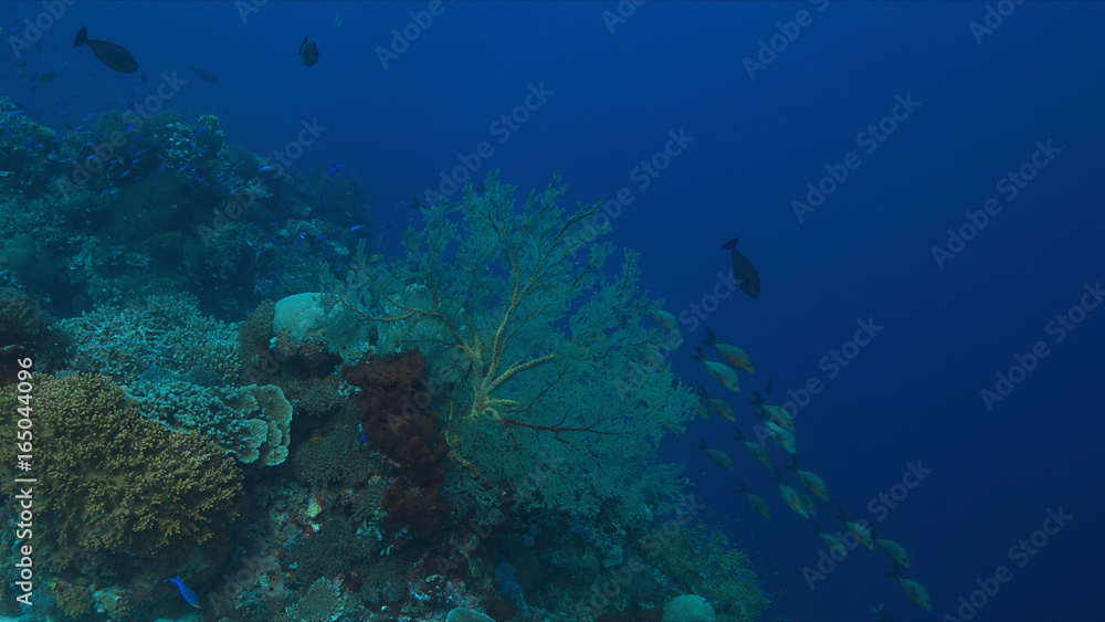 Colorful coral reef with healthy corals and plenty fish.