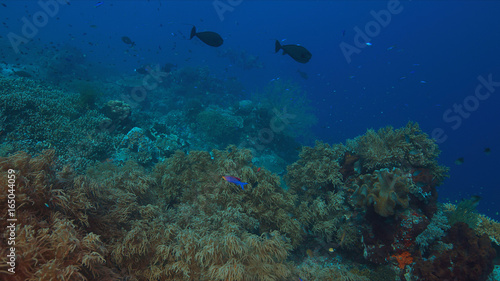 Colorful coral reef with healthy corals and plenty fish. © sabangvideo