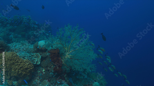 Colorful coral reef with healthy corals and plenty fish. © sabangvideo