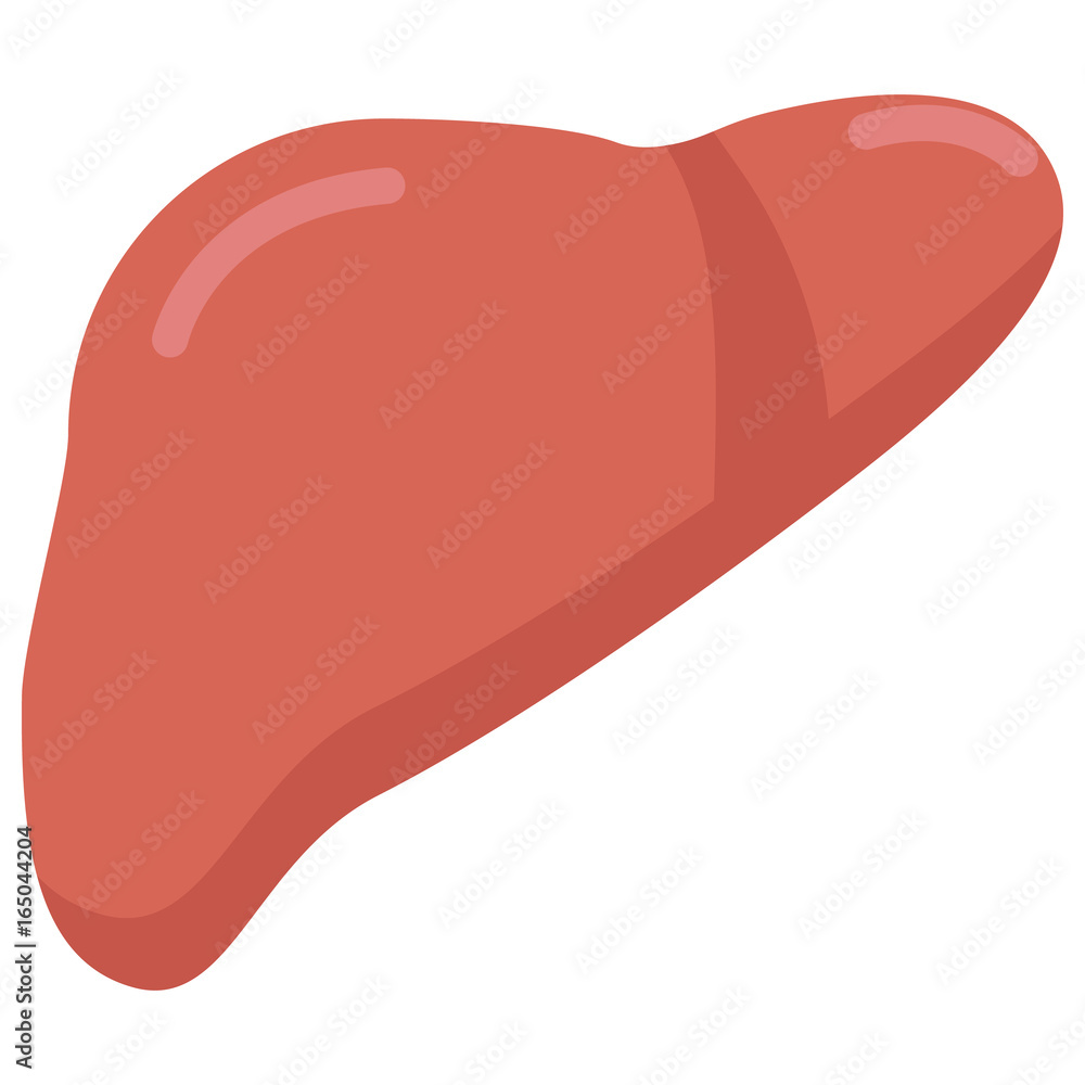 Human liver organ icon, vector illustration flat style design isolated on white. Colorful graphics Human liver organ icon, vector illustration flat style design isolated on white. Colorful graphics