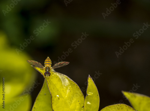 Toxomerus marginatus or flower fly on a green leaf photo