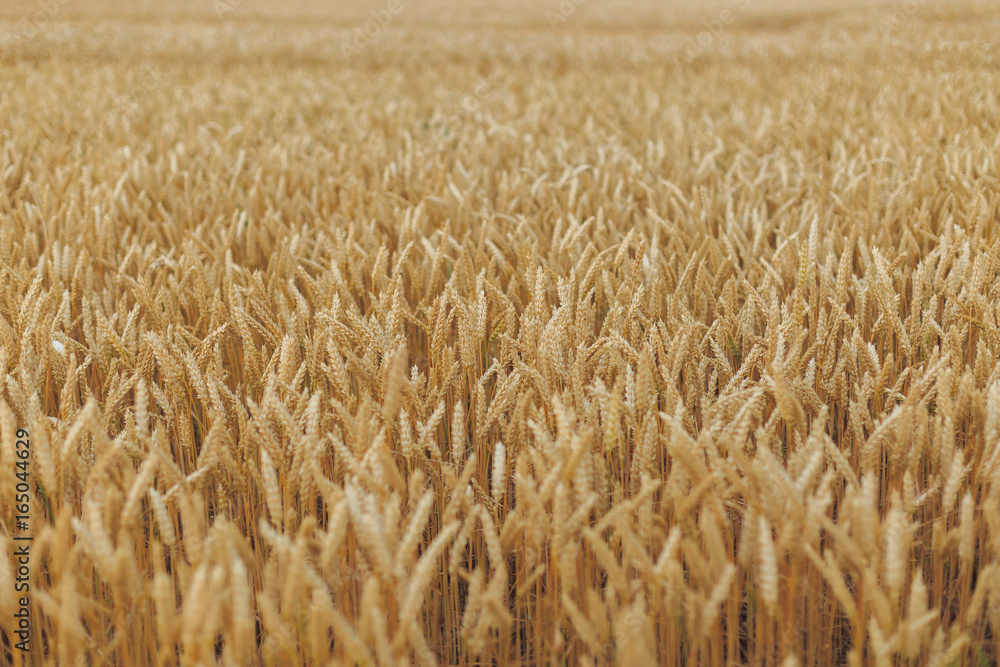 A Field Of Wheat