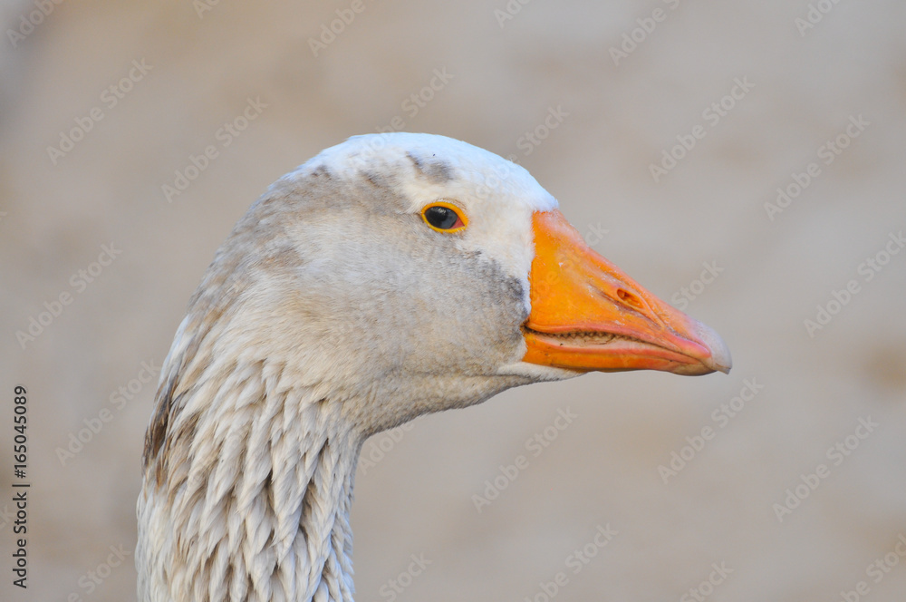 Domestic Goose on a farm. Close up image of a goose head
