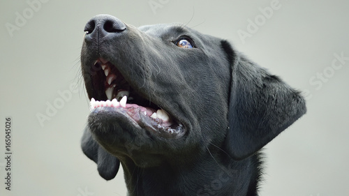 Labrador