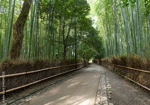 Green Bamboo forest in Japan