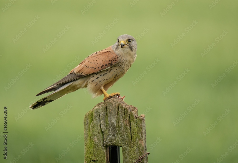 Naklejka premium Male Kestrel on post
