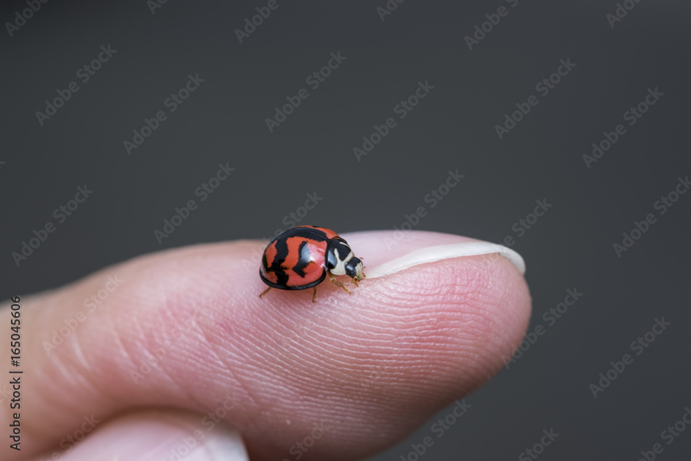 Ladybug walking on a human finger Ladybug walking on a human finger