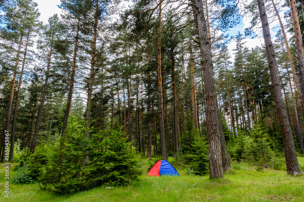 A single blue and red tent in the middle of a pine forest in landscape view. Shot in Bulgaria