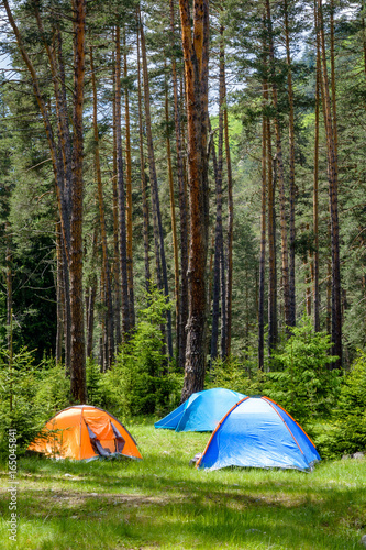 Colorful tents scattered in a pine forest in Bulgaria in portrait view
