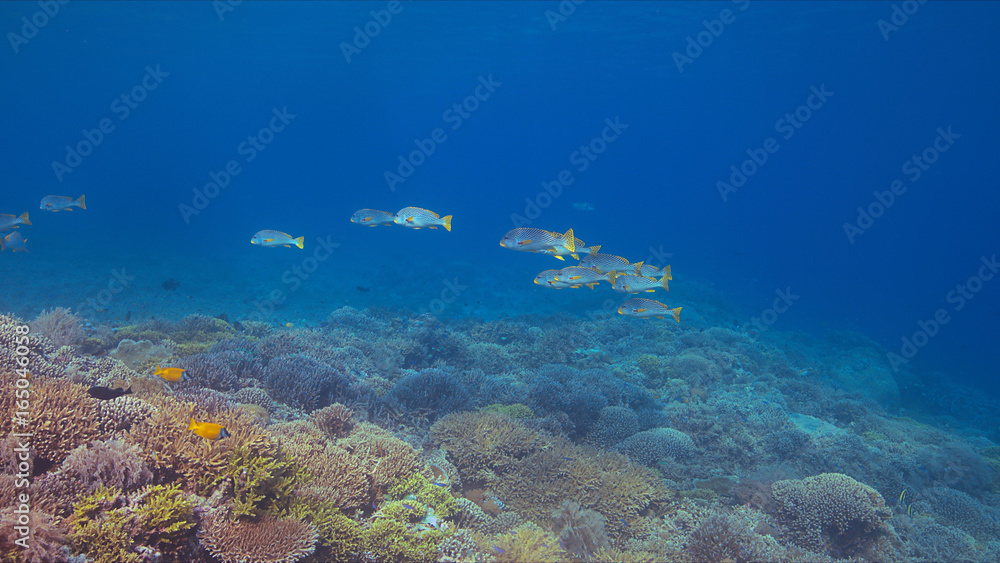 Fototapeta premium Coral reef with Diagonal Banded Sweetlips and healthy hard corals. 