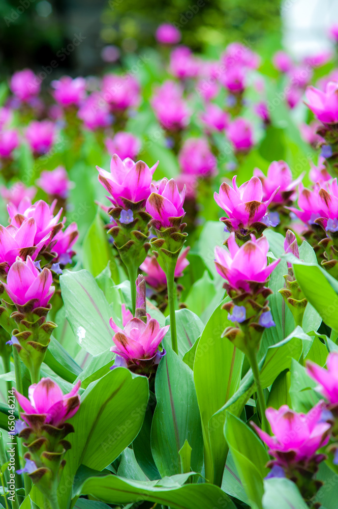 Obraz premium flower garden Curcuma sessilis.