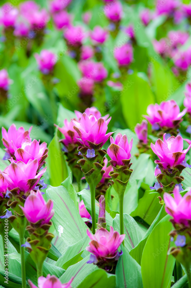 flower garden Curcuma sessilis. flower garden Curcuma sessilis.