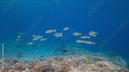 Coral reef with Diagonal Banded Sweetlips and healthy hard corals. 