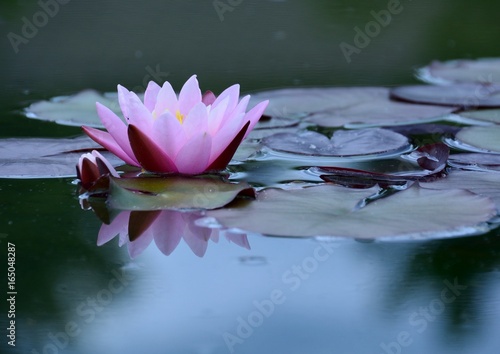                      Water lily flowers in japanese summer