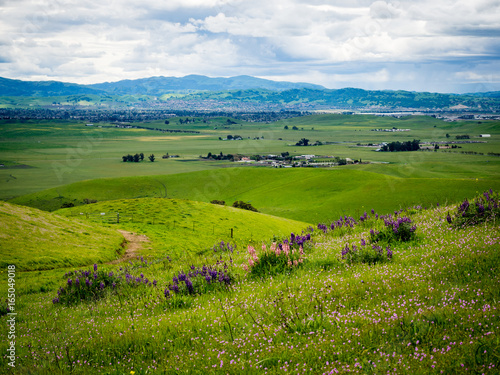 Pink and purple wildflowers on grassy green hill with ranches in Livermore California and Ruby Hill Neighborhood in Pleasanton, California in the distance.  Los Vaqueros , Livermore, California