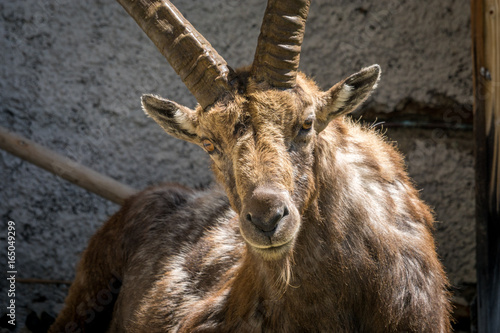 Majestätischer Alpensteinbock vor Haus, Grand Paradiso Nationalpark