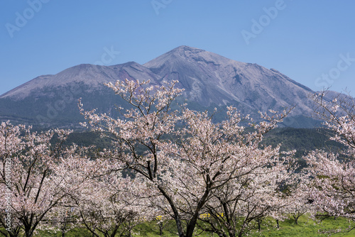 Fototapeta Naklejka Na Ścianę i Meble -  桜並木と高千穂峰