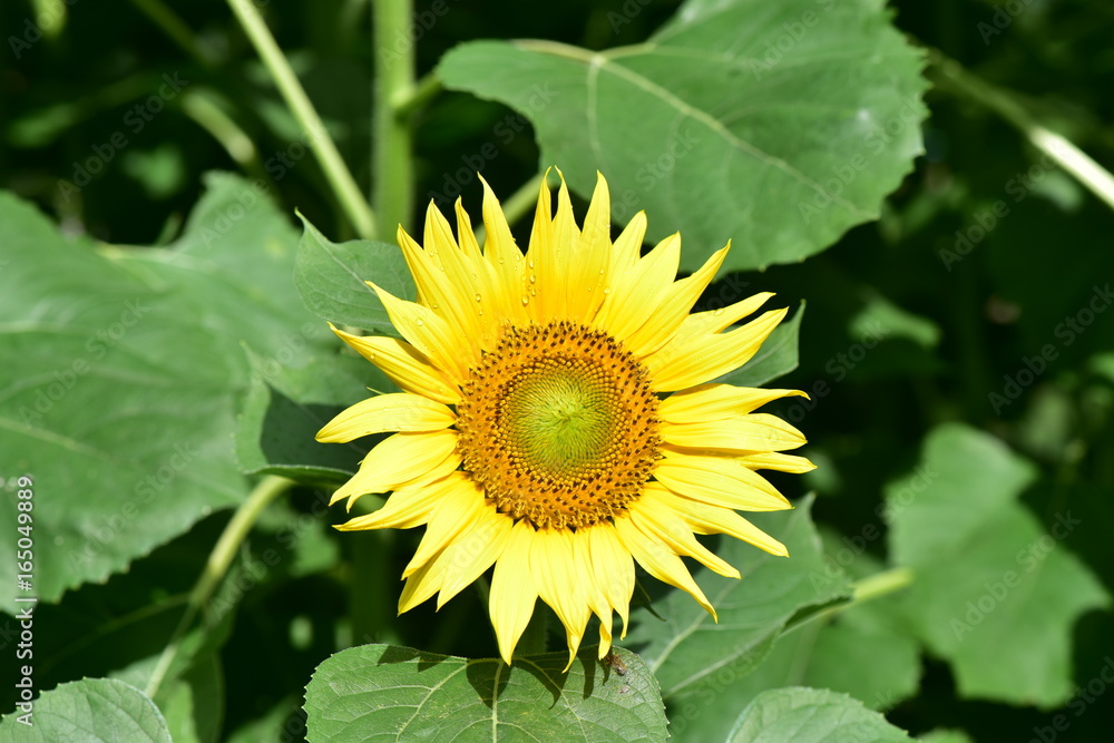 Obraz premium ひまわり