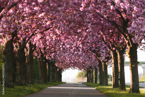 Kirschblüte in Magdeburg, Deutschland photo