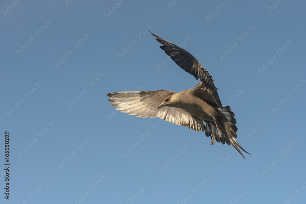 Fototapeta premium Arctic Skua in flight.