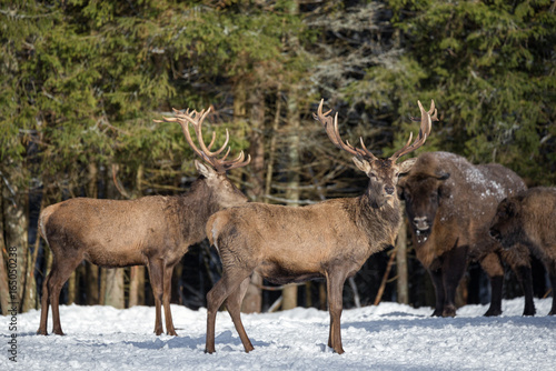 Two Red Deer   Cervidae   And Two European Bison  Wisent   Against The Winter Forest. Red Deer Stag Close-Up On A Blurred Background Of Other Animals. Wildlife Scene Of Belarus.