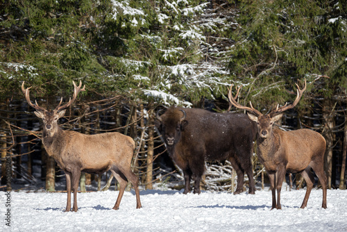 Two Red Deer And One European Bison ( Wisent ). Two Males Of A Red Deer (In Focus) And Large Brown Bison Behind Them (Out Of Focus) Against The Background Of A Winter Forest. Red Deer Stag And Aurochs