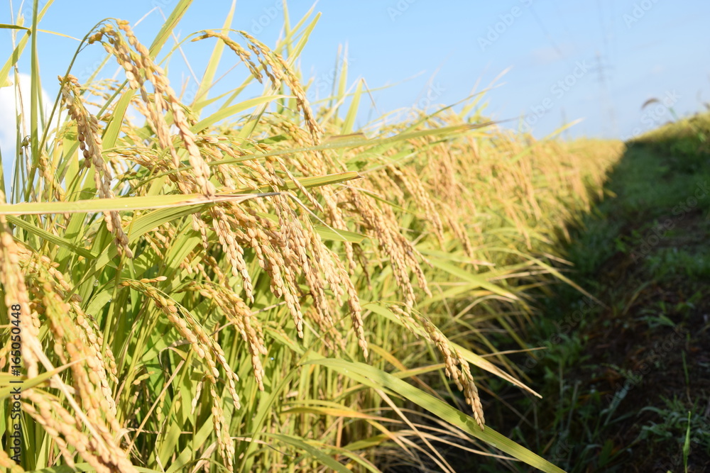 Fototapeta premium 収穫前の稲穂