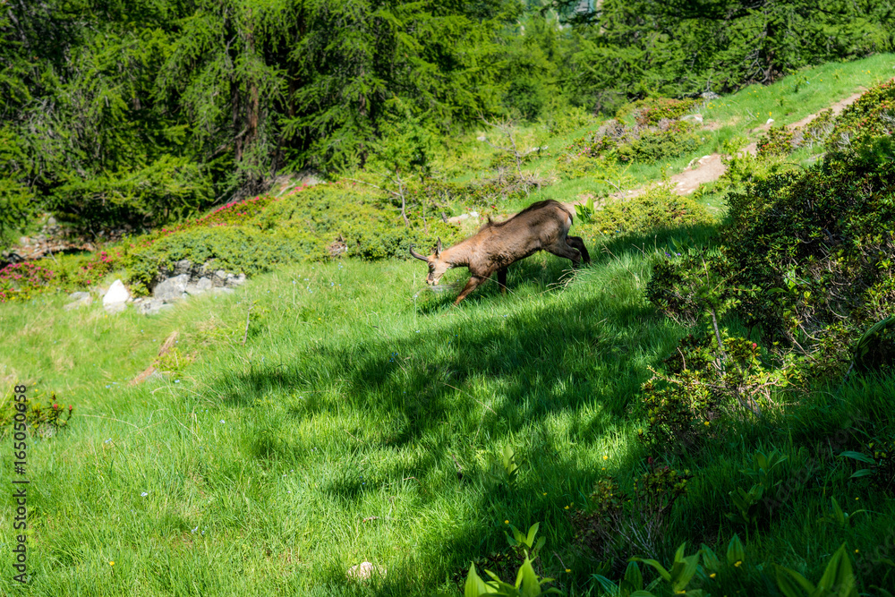 Gämse auf Alpwiese im Gran Paradiso Nationalpark, Aosta Tal, Italien Gämse auf Alpwiese im Gran Paradiso Nationalpark, Aosta Tal, Italien