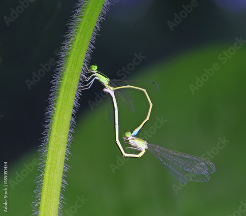 Two Damselfly photo