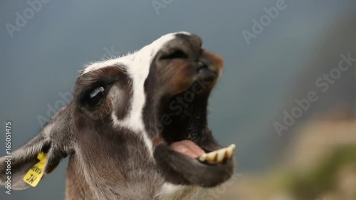 lama close up photo