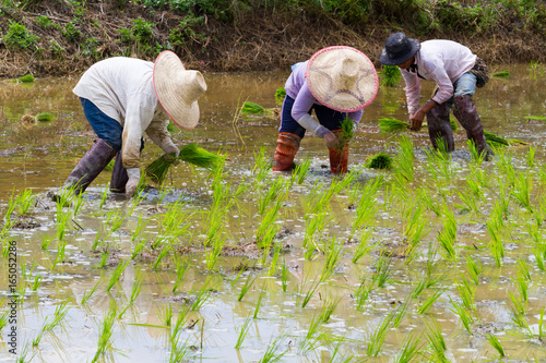 asian farmer working on Field