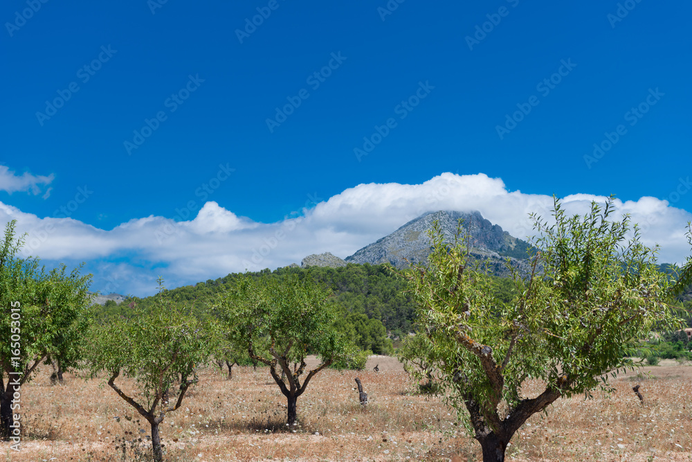 Mallorca - Almond trees in the Tramuntana mountains - 4181