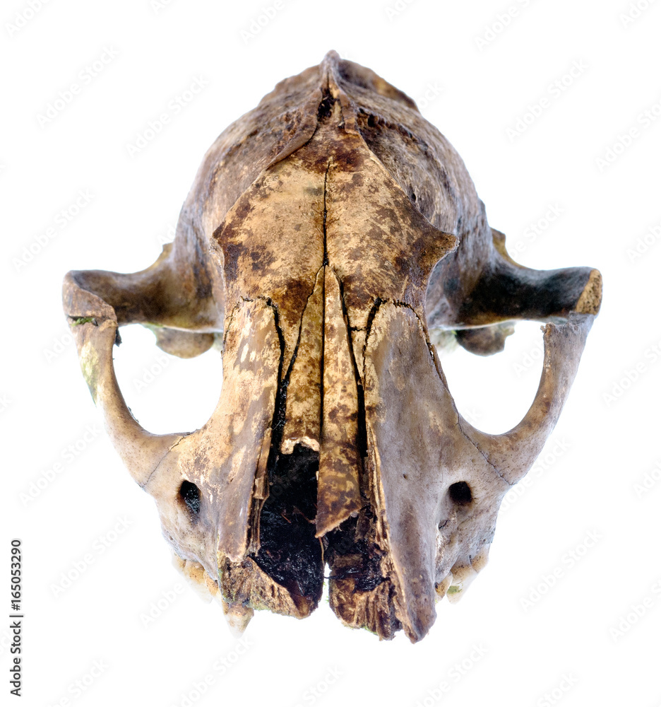 An Old Animal Skull Isolated on White Stock Photo | Adobe Stock