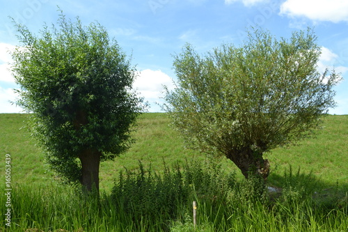 knotwilgen in de oever van een sloot bij het voorerf van een boerderij