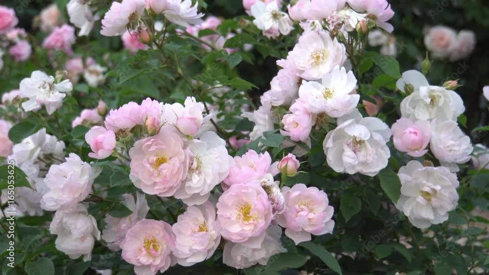 薔薇 スカボローフェア - video 4K UHD 薔薇 スカボローフェア - video 4K UHD