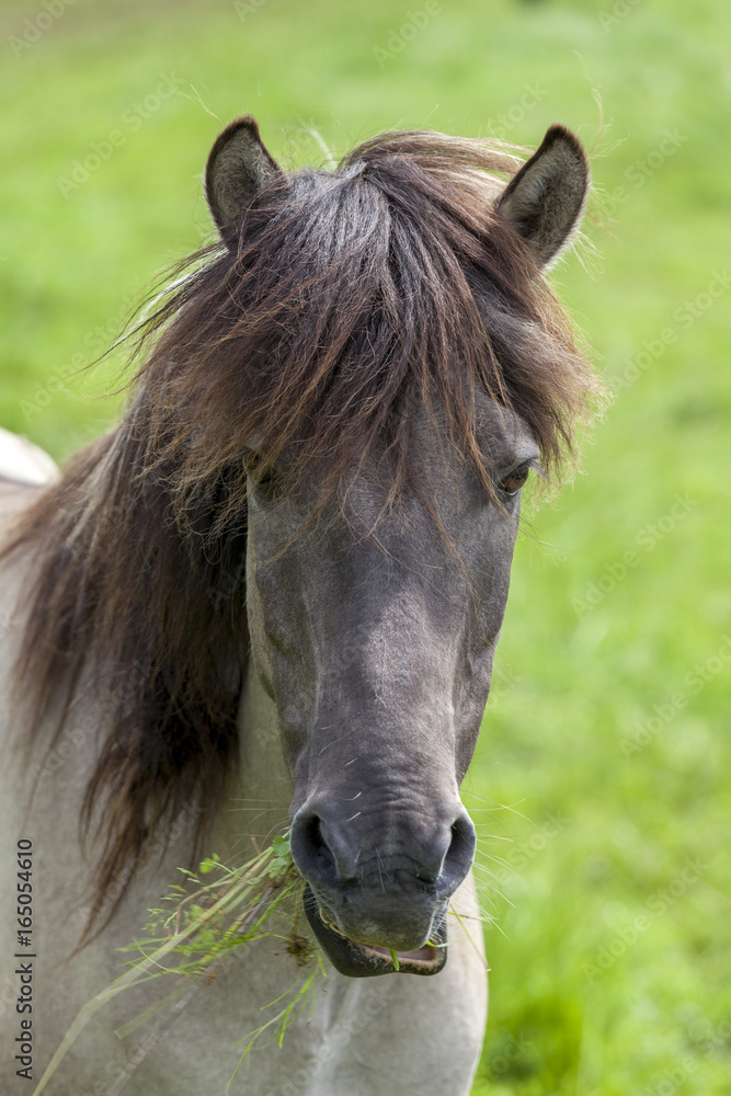 Wildpferde Dülmen Wildpferde Dülmen
