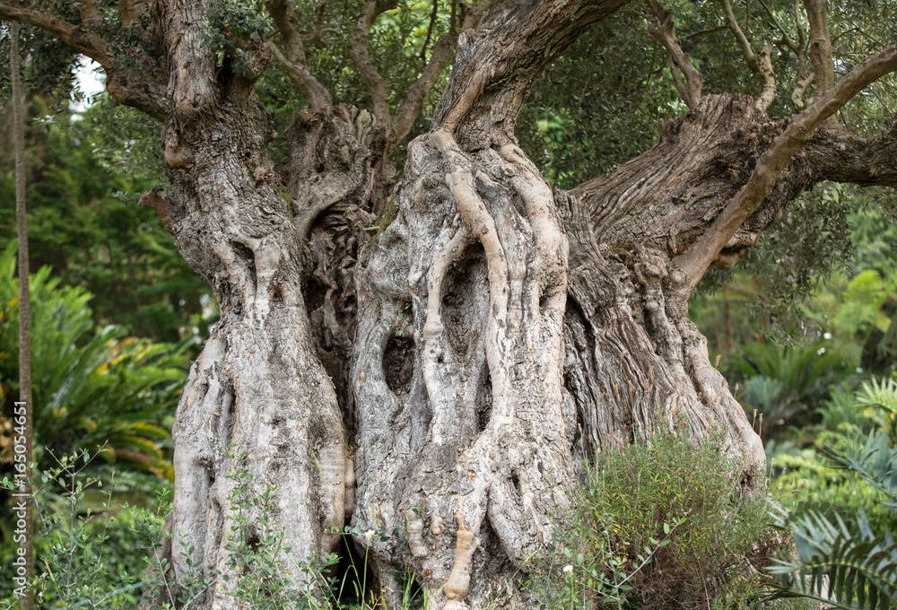 Ancient olive tree at Monte Gardens above Funchal on Madeira, Portugal Ancient olive tree at Monte Gardens above Funchal on Madeira, Portugal