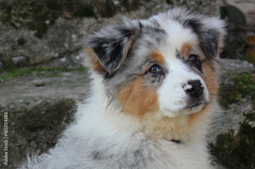 Chiot Berger Australien Bleu Merle Stock Photo Adobe Stock Chiot Berger Australien Bleu Merle Stock Photo Adobe Stock