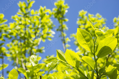 青空の下の柿の緑の葉